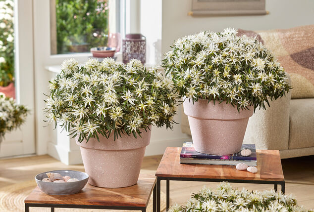 Apportez de la couleur à votre jardin avec ce lot de 3 azalées japonaises