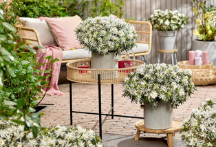 Apportez de la couleur à votre jardin avec ce lot de 3 azalées japonaises — 7