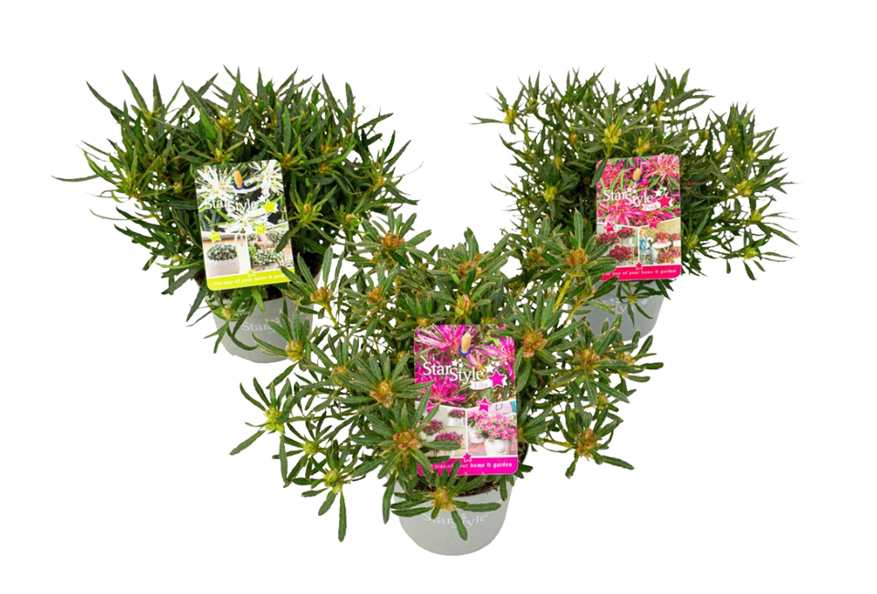 Apportez de la couleur à votre jardin avec ce lot de 3 azalées japonaises