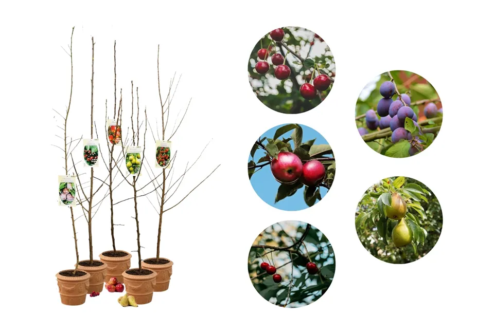 Arbres fruitiers