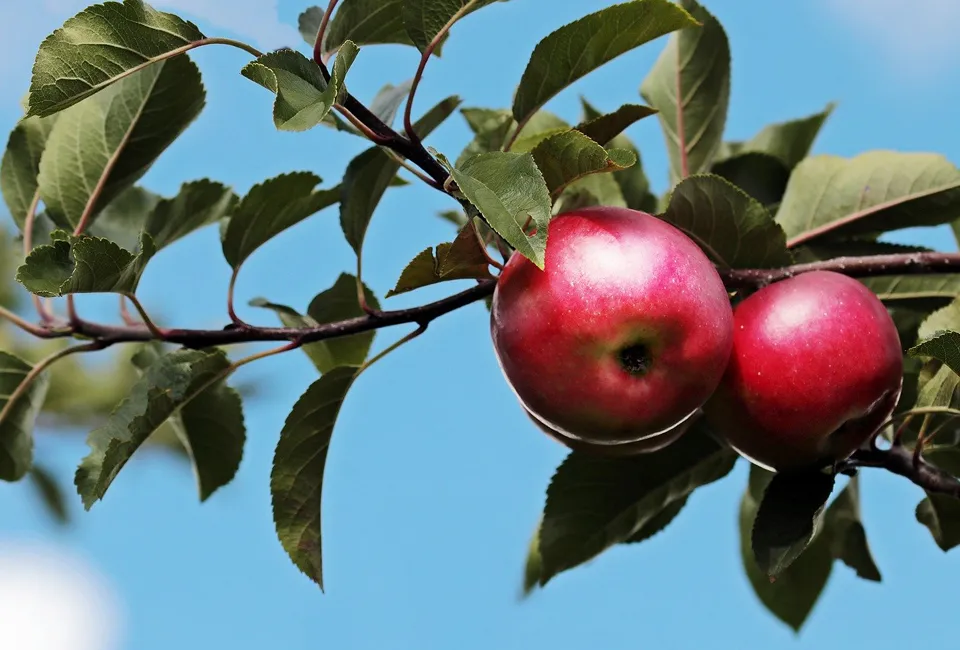 Arbres fruitiers