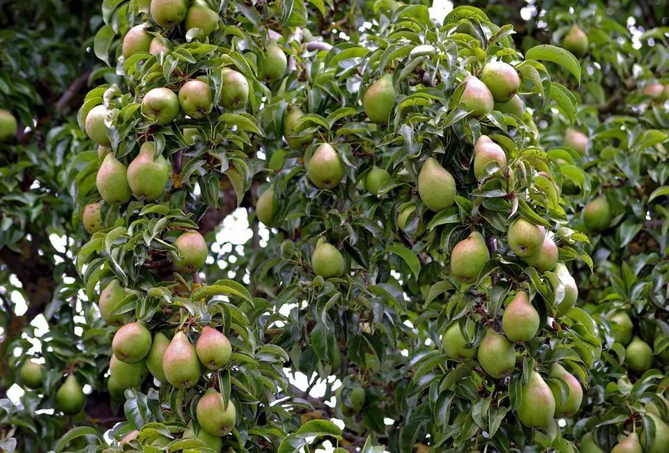 Arbres fruitiers