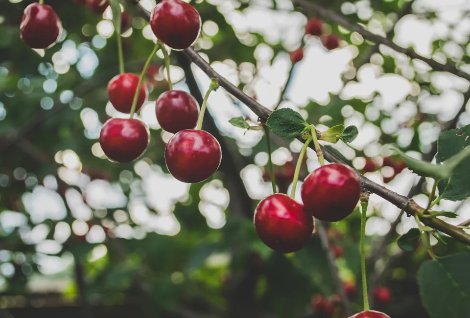 Arbres fruitiers