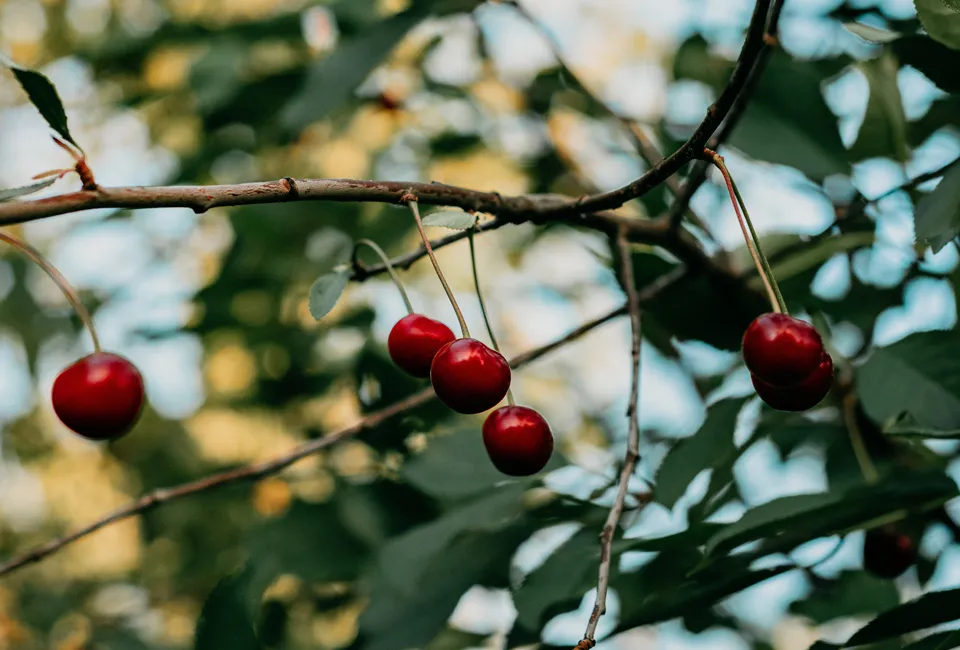 Arbres fruitiers
