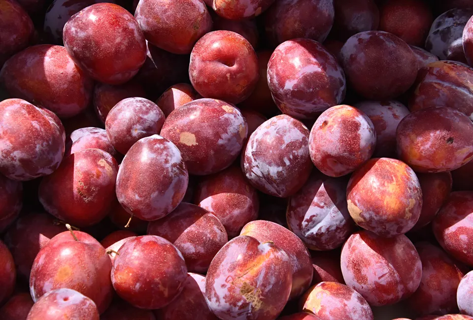 Arbres fruitiers