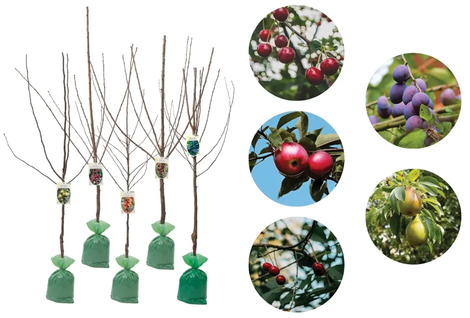 Arbres fruitiers