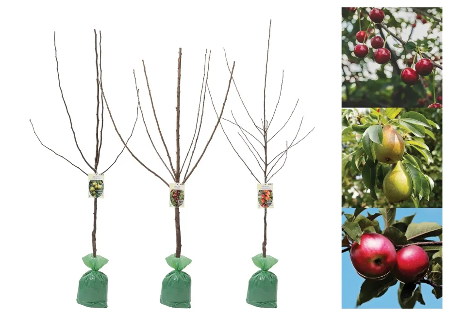 Arbres fruitiers