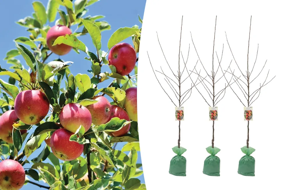 Arbres fruitiers