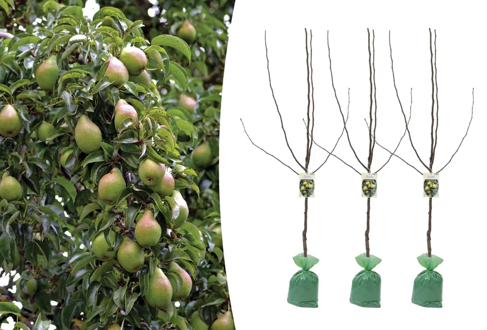 Arbres fruitiers