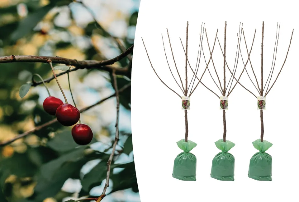 Arbres fruitiers