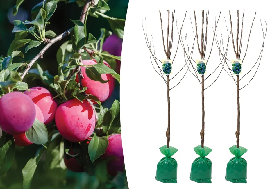 Arbres fruitiers