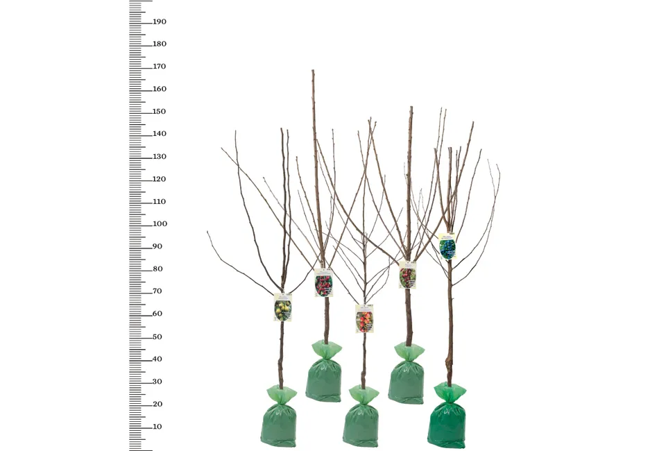 Arbres fruitiers