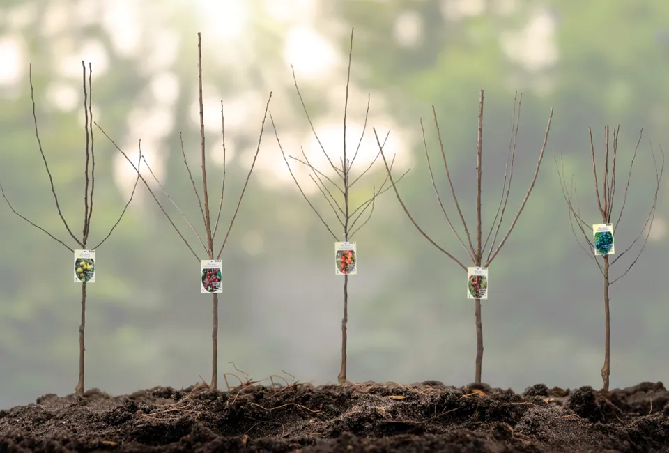 Arbres fruitiers