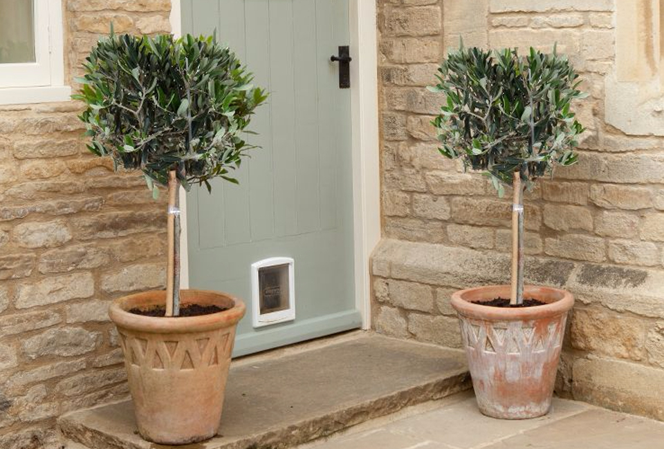 Lot de 2 oliviers avec ou sans panier