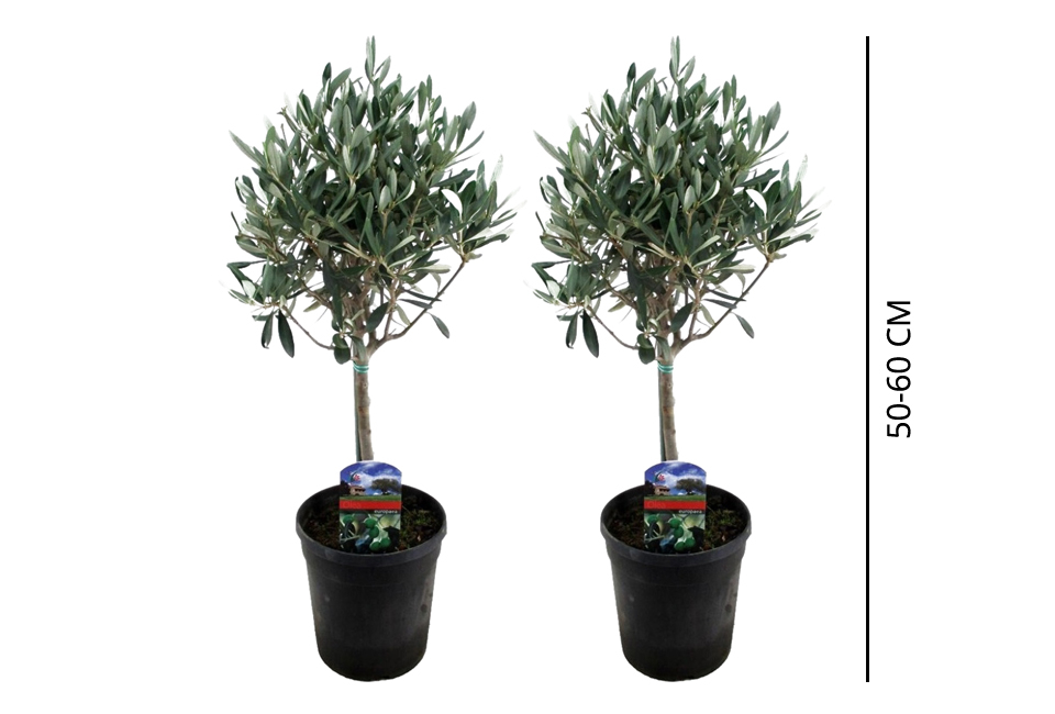 Lot de 2 oliviers
