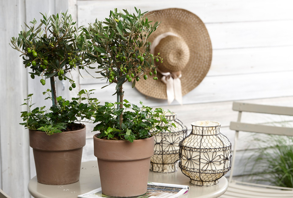 Lot de 2 oliviers
