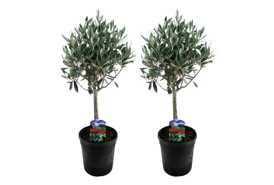 Lot de 2 oliviers
