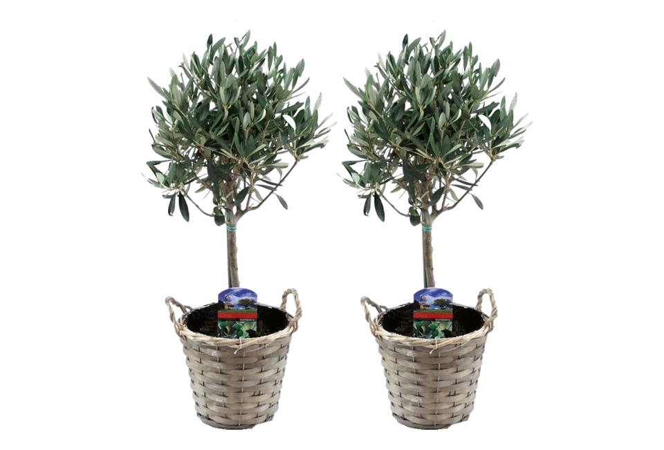 Lot de 2 oliviers
