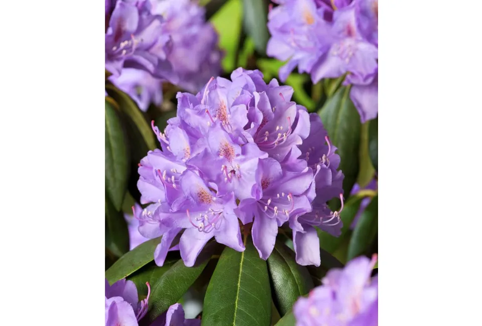 3 ou 6 rhododendrons