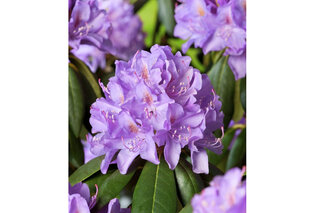 Lot de 3 ou 6 buissons de rhododendrons — 2