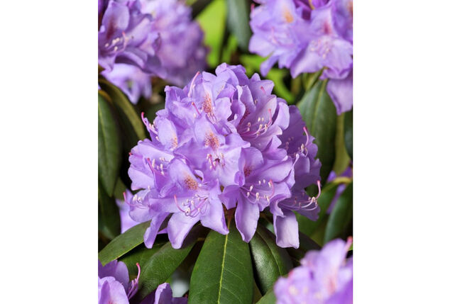 Lot de 3 ou 6 buissons de rhododendrons