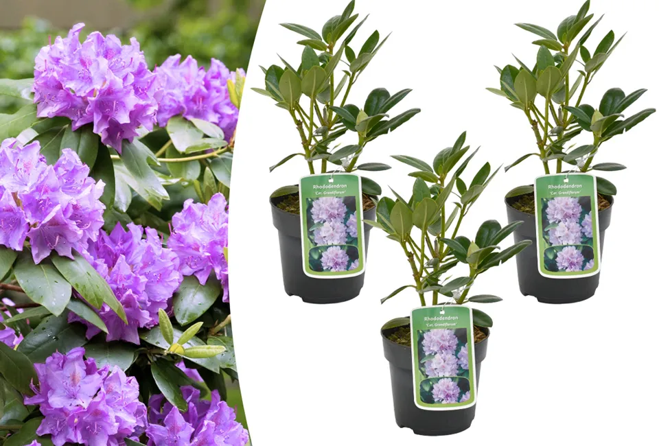 3 ou 6 rhododendrons