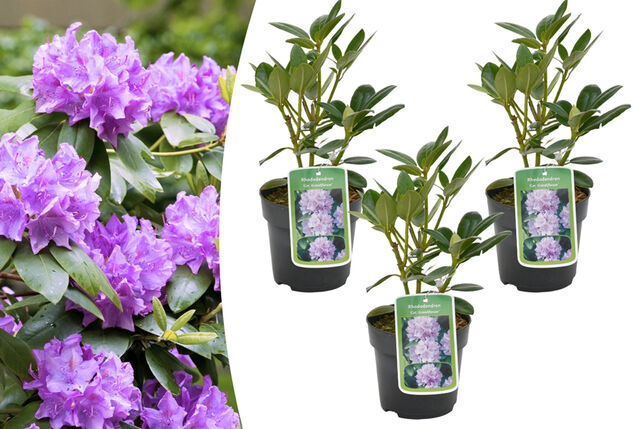 Lot de 3 ou 6 buissons de rhododendrons