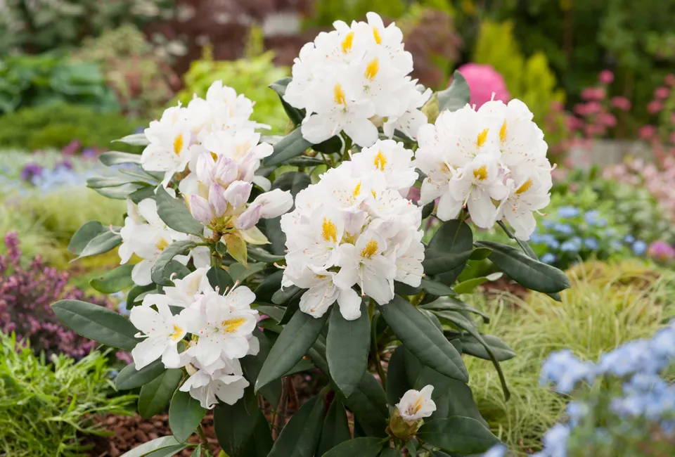 3 ou 6 rhododendrons