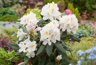 Lot de 3 ou 6 buissons de rhododendrons — 4