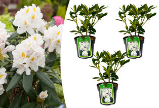 Lot de 3 ou 6 buissons de rhododendrons — 5
