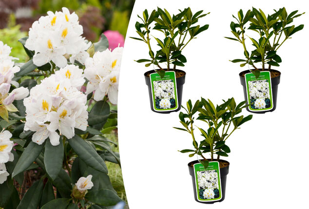 Lot de 3 ou 6 buissons de rhododendrons