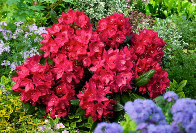 Lot de 3 ou 6 buissons de rhododendrons