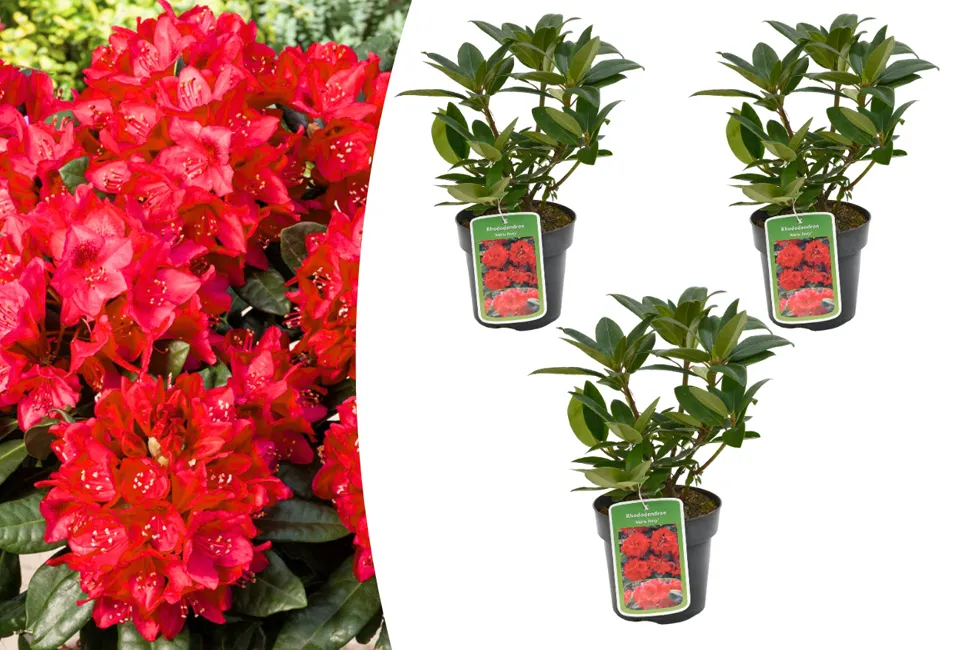 3 ou 6 rhododendrons