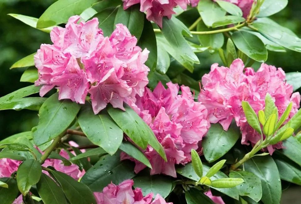 3 ou 6 rhododendrons