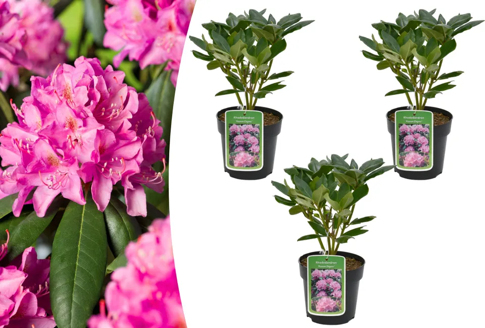 3 ou 6 rhododendrons