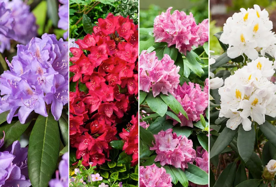 3 ou 6 rhododendrons