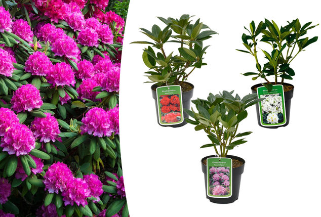 Lot de 3 ou 6 buissons de rhododendrons