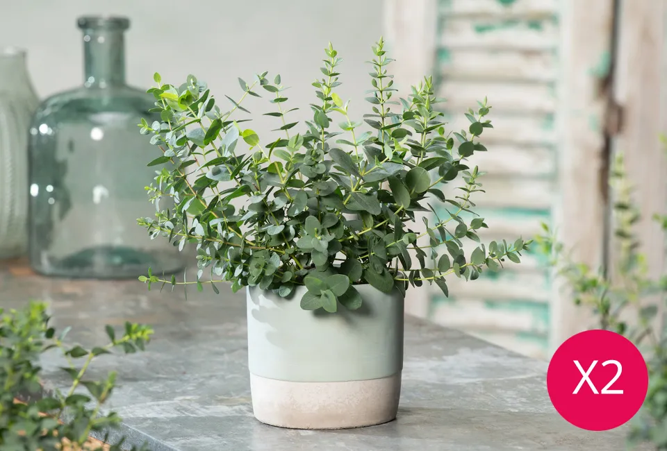 2 eucalyptus Baby Blue planten