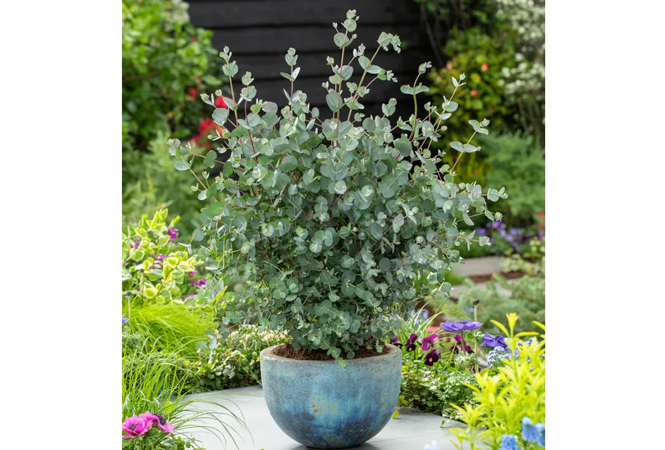 2 eucalyptus Baby Blue planten