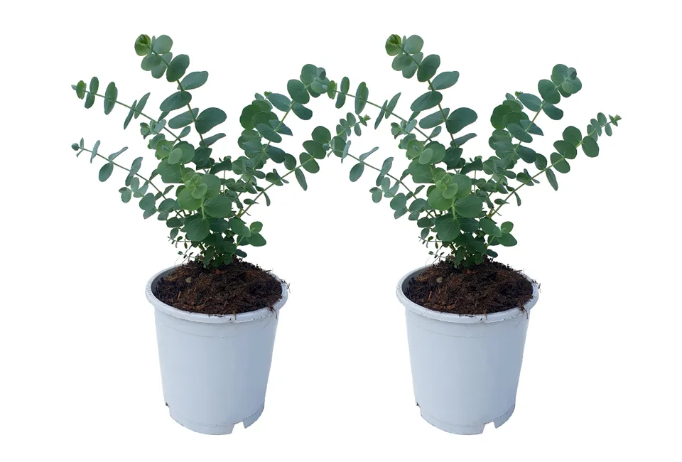 2 eucalyptus Baby Blue planten