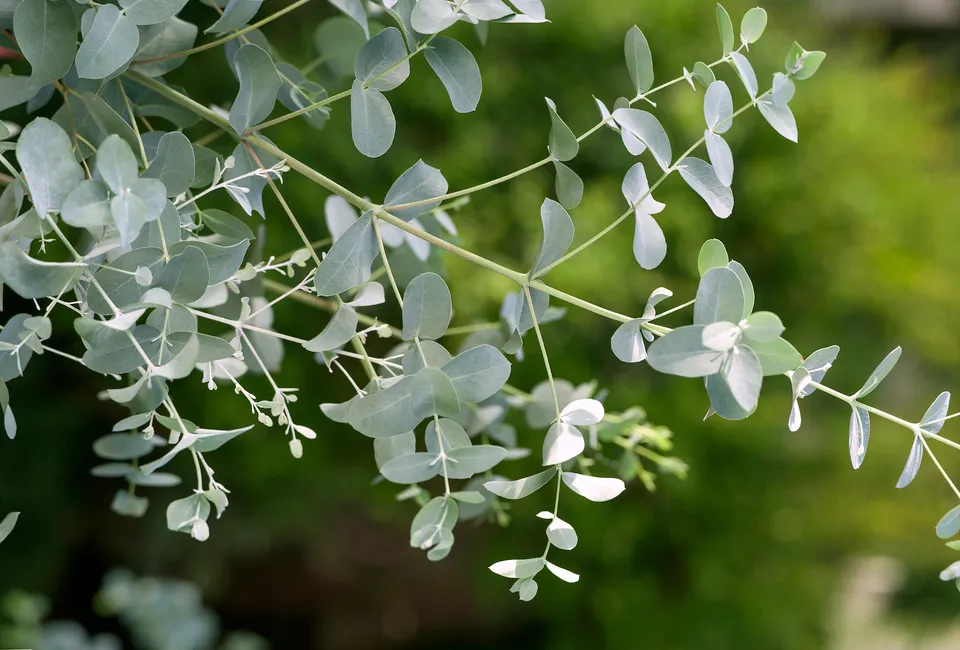 2 eucalyptus Baby Blue planten