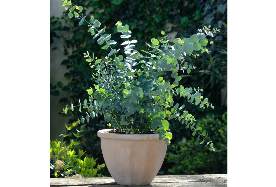 2 eucalyptus Baby Blue planten