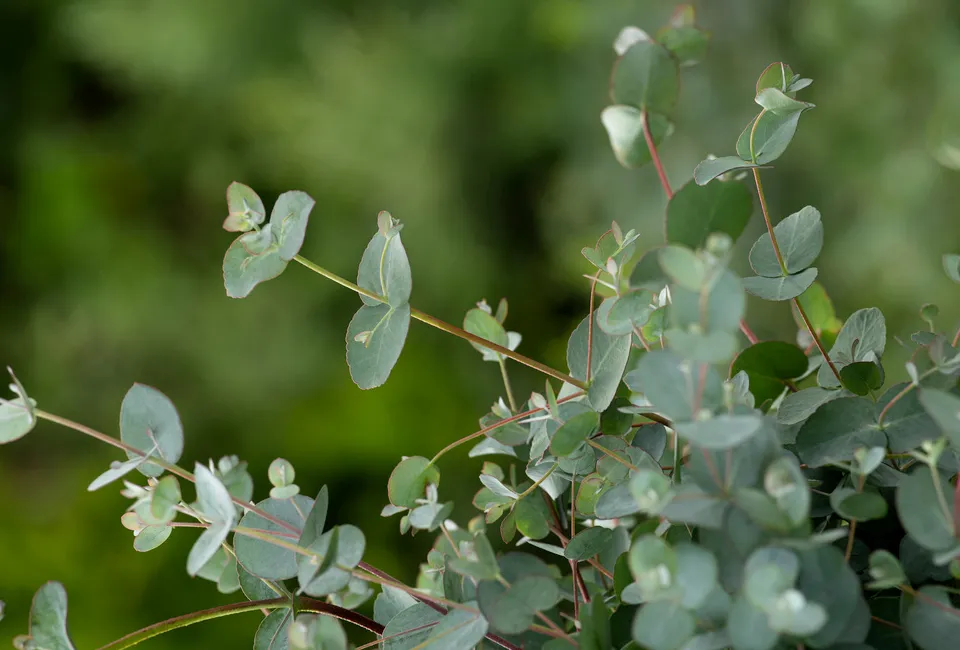 2 eucalyptus Baby Blue planten