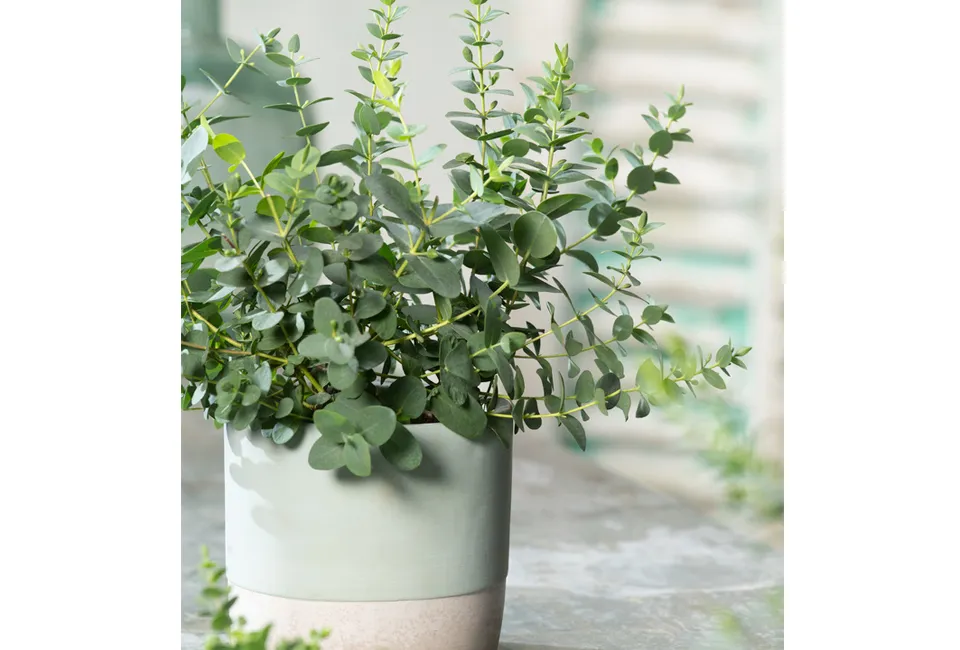 2 eucalyptus Baby Blue planten