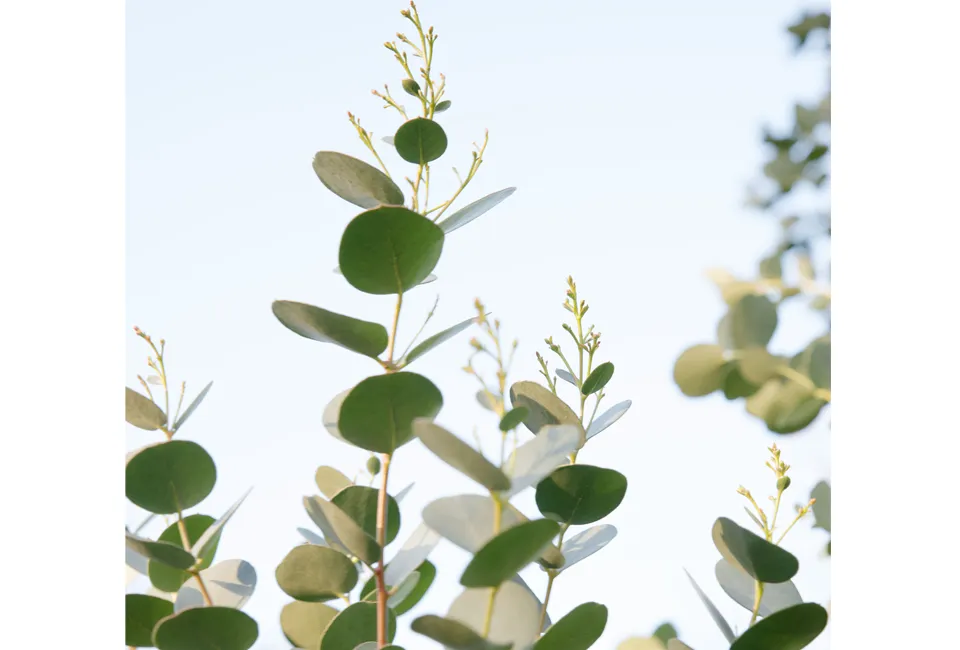 2 eucalyptus Baby Blue planten