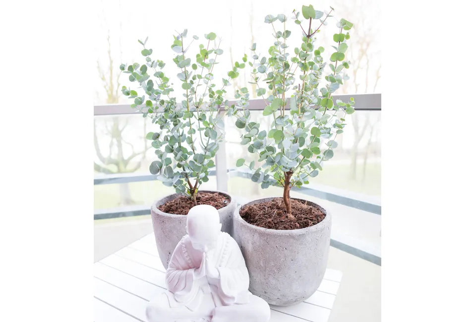 2 eucalyptus Baby Blue planten