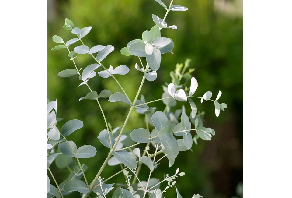 2 eucalyptus Baby Blue planten