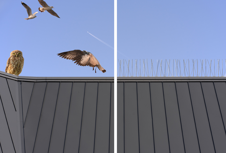 Vogelwering
