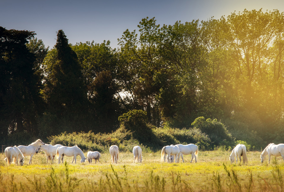 7 nuits en Camargue, dans le sud de la France