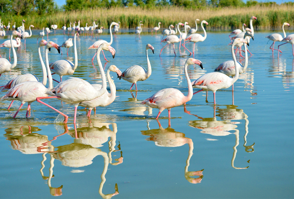 7 nuits en Camargue, dans le sud de la France